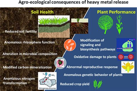 house and garden nutrients heavy metals|metals in soil.